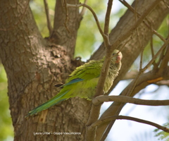 Myiopsitta monachus