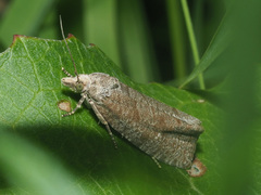 Epiblema grandaevana