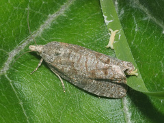 Epiblema grandaevana