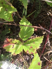 Rubus pubescens