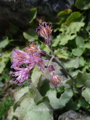 Adenostyles leucophylla