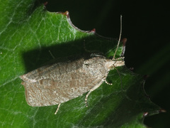 Epiblema grandaevana