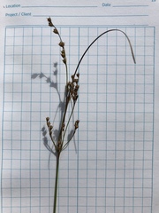 Juncus anthelatus