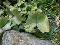 Adenostyles leucophylla