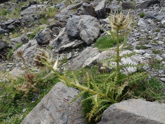 Cirsium spinosissimum