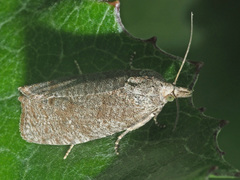 Epiblema grandaevana