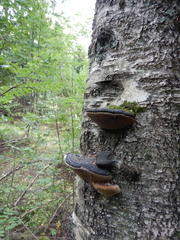 Phellinus cinereus