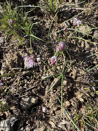 Image of Allium macrum by no rights reserved