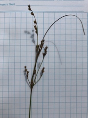 Juncus anthelatus