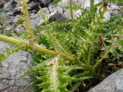 Cirsium spinosissimum