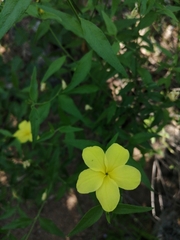 Haplophyton crooksii
