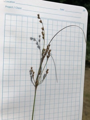 Juncus anthelatus