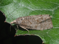 Epiblema grandaevana