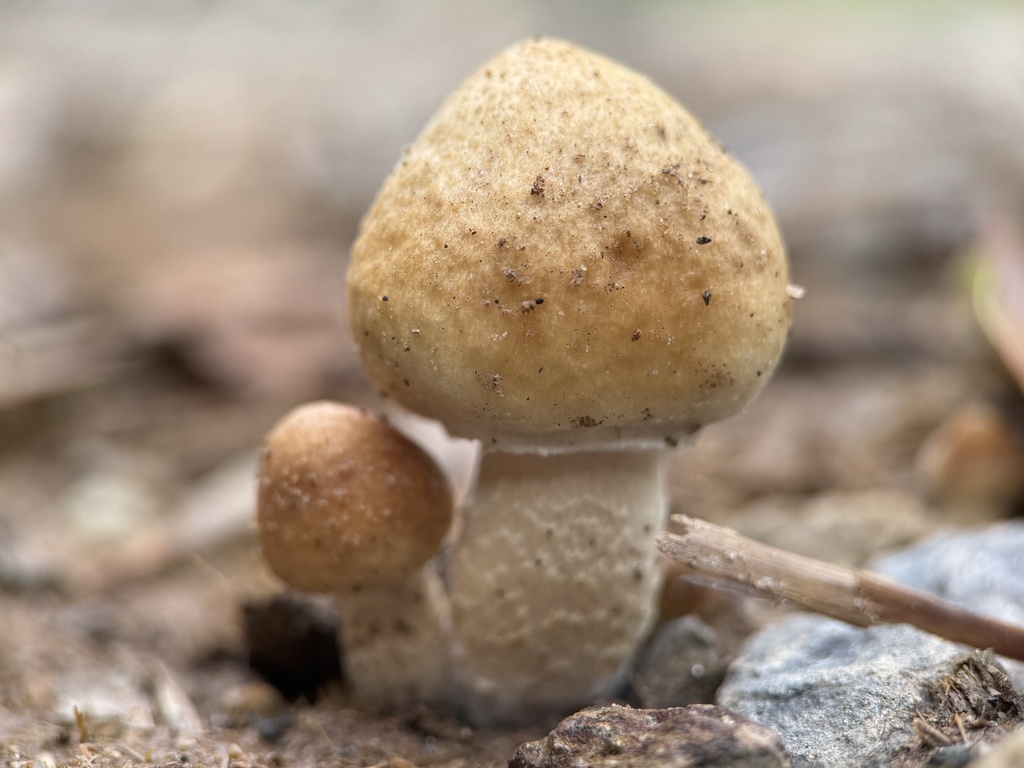 Psilocybe cubensis · April 2025 · photo: © bealeiderman (iNaturalist, cc-by)