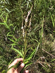 Persicaria glabra