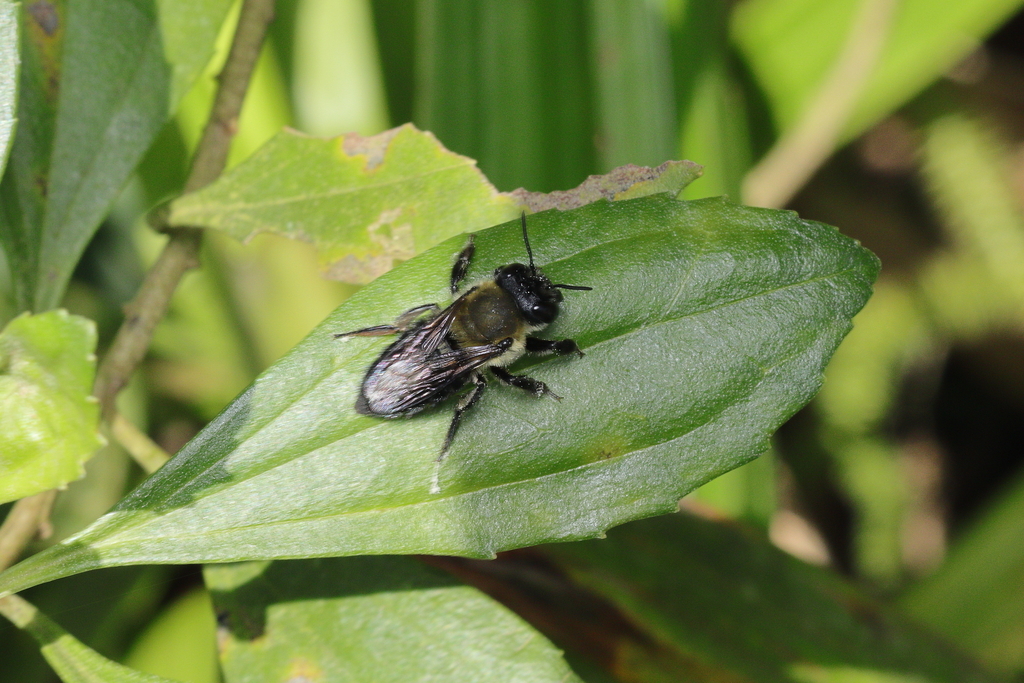 Megachile nudiventris