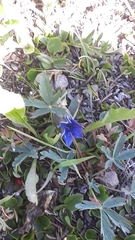 Gentiana calycosa