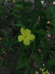 Haplophyton crooksii