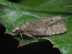 Epiblema grandaevana