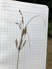 Juncus anthelatus