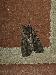 Lacanobia subjuncta