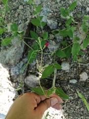 Boerhavia gracillima
