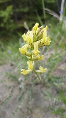 Oxytropis campestris