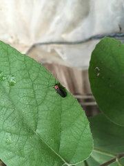 Cantharidae