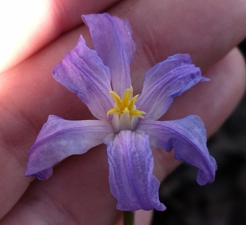 Scilla luciliae