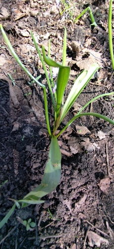 Scilla luciliae