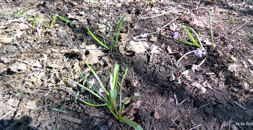 Scilla luciliae