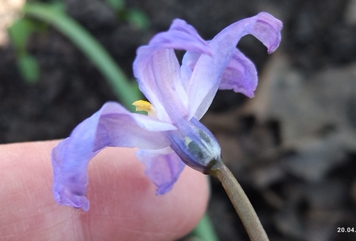 Scilla luciliae