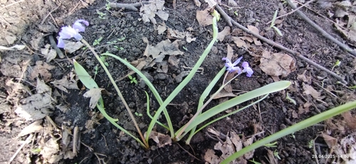 Scilla luciliae