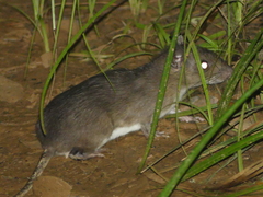 Cuvier's Spiny-Rat photo 4