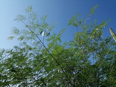 Lysiloma divaricatum