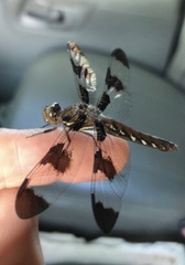 Plathemis lydia