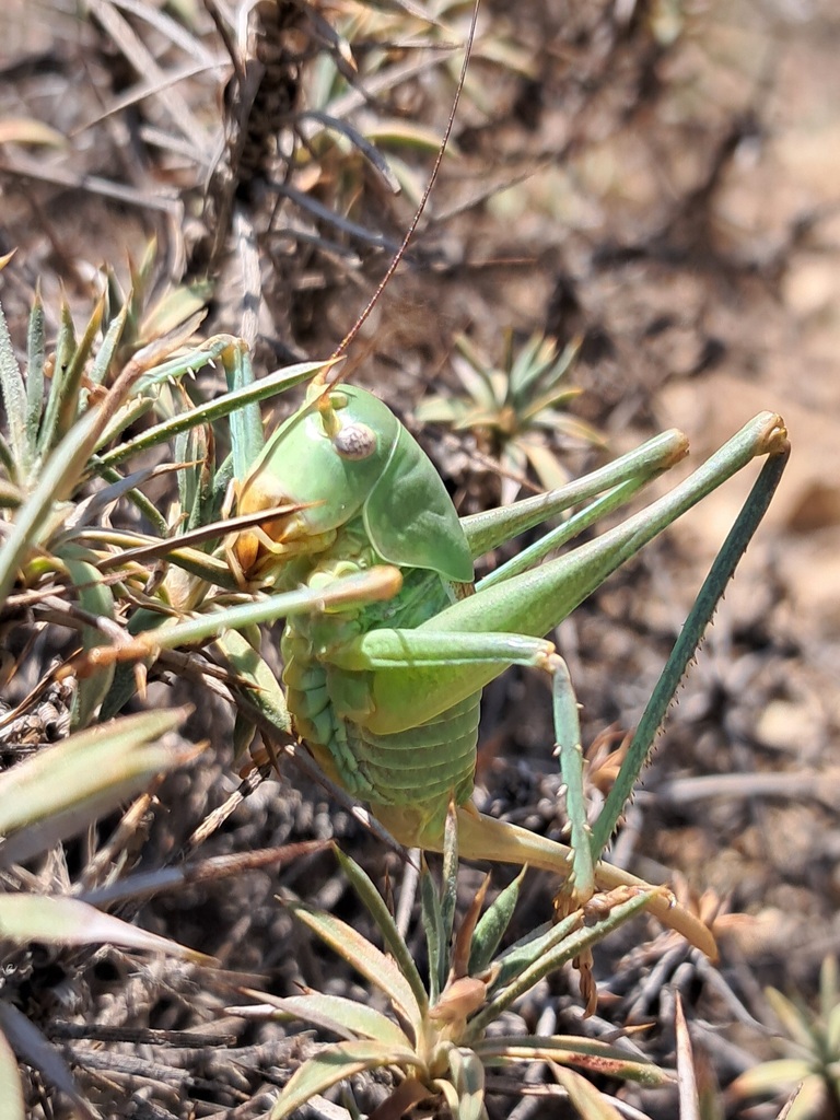 Mixodusa siazovi