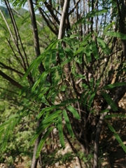 Lysiloma divaricatum