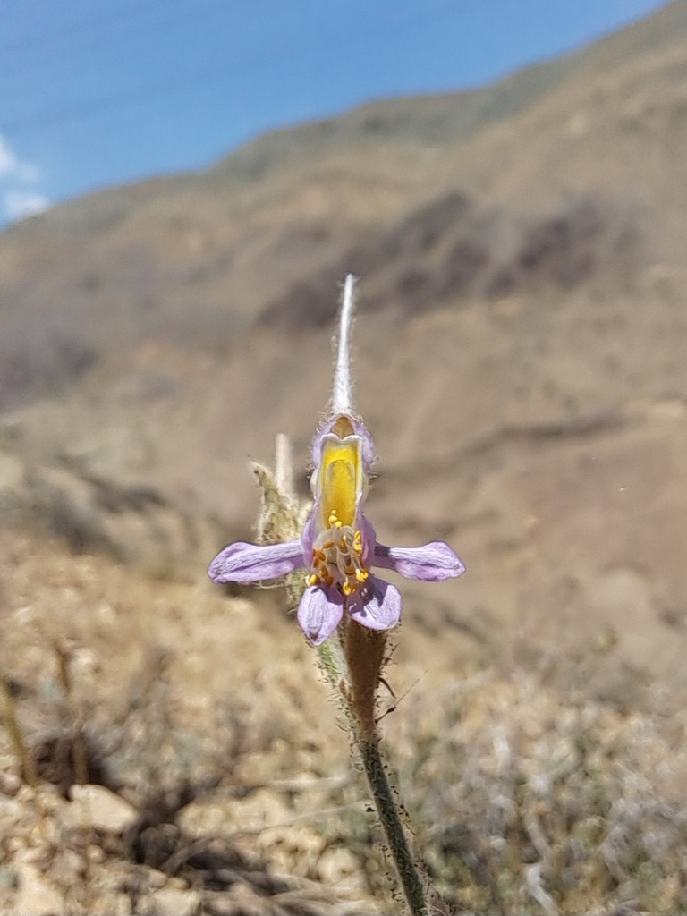 Delphinium teheranicum