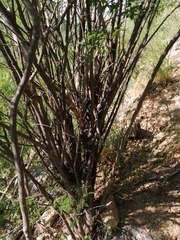 Lysiloma divaricatum