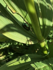 Chrysolinina