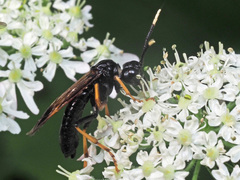 Tenthredo crassa
