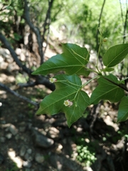 Jatropha cordata