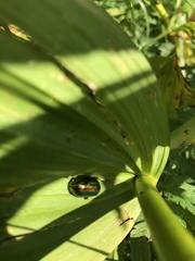 Chrysolinina
