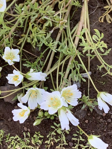 Image of Limnanthes douglasii by no rights reserved