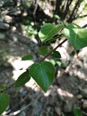 Jatropha cordata