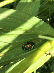 Chrysolinina