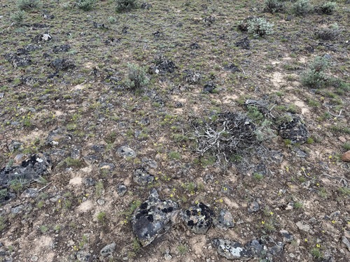 Image of Northern Biscuitroot (Lomatium farinosum) by no rights reserved