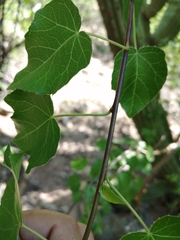 Jatropha cordata