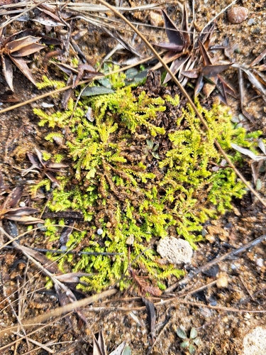 Image of Selaginella eclipes by no rights reserved